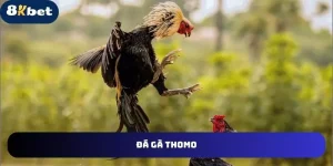 Đá gà thomo