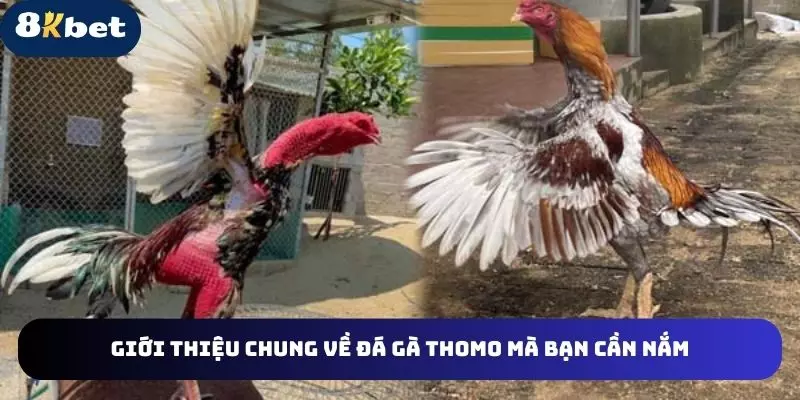 Giới thiệu chung về đá gà thomo mà bạn cần nắm